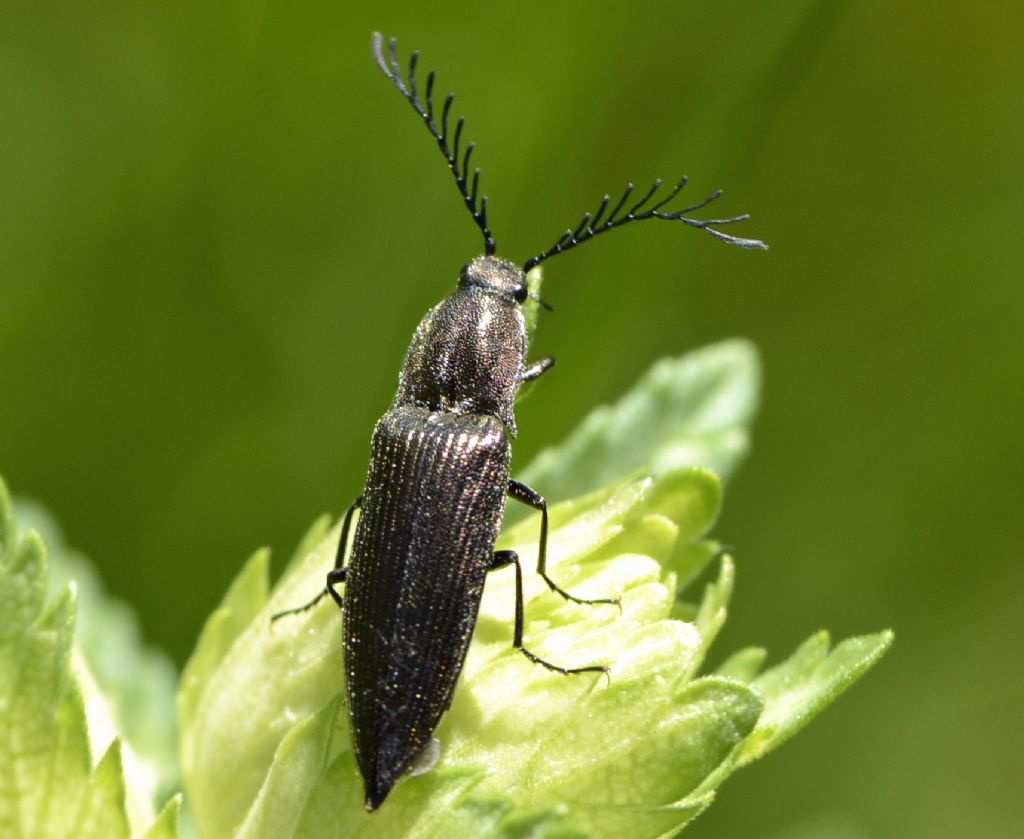 Ctenicera pectinicornis (cf.)